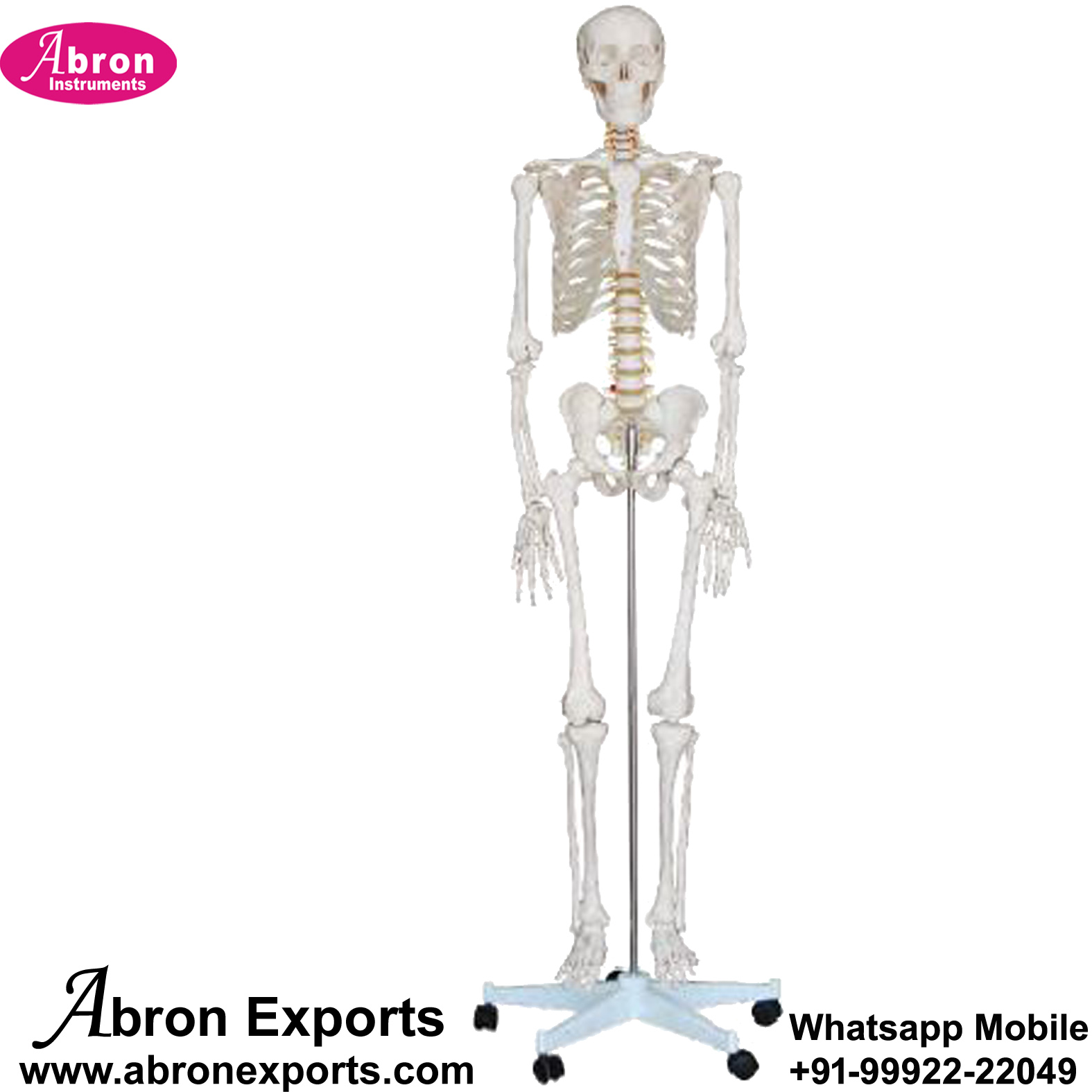 Model Plastic Human Skeleton Articulated 180cm High With Stand For Medical Pharmacy College xc Abron AB-131X103A 